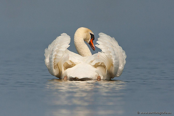 Ganzen en Zwanen, Bart Fotografie-350