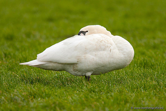 Ganzen en Zwanen, Bart Fotografie-355