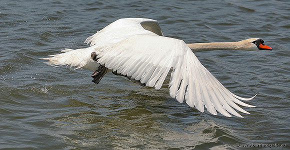 Ganzen en Zwanen, Bart Fotografie-356