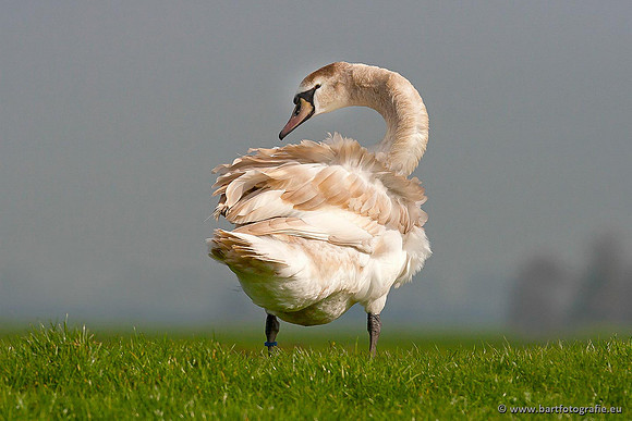 Ganzen en Zwanen, Bart Fotografie-358