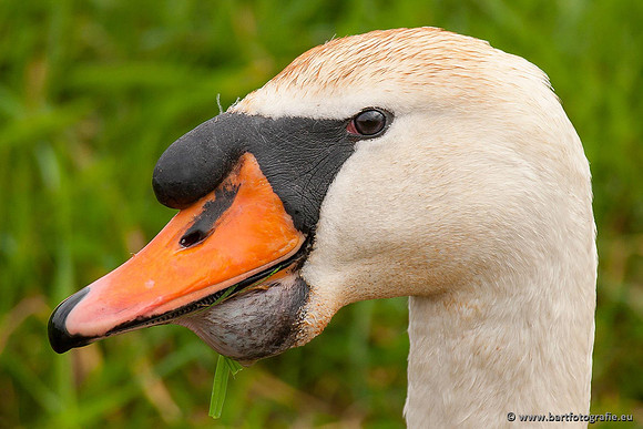 Ganzen en Zwanen, Bart Fotografie-359