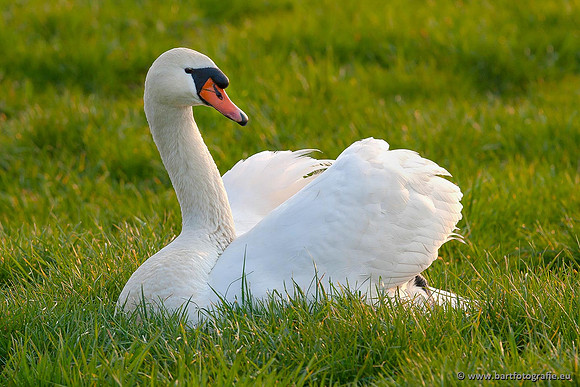 Ganzen en Zwanen, Bart Fotografie-361