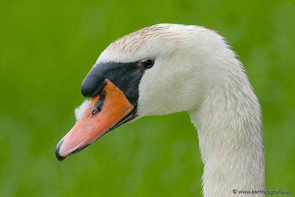 Ganzen en Zwanen, Bart Fotografie-362