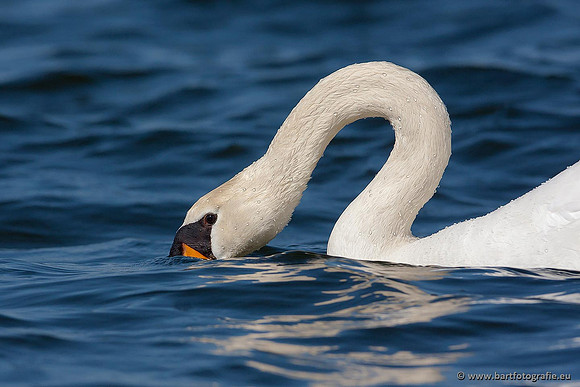 Ganzen en Zwanen, Bart Fotografie-364