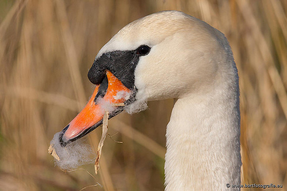Ganzen en Zwanen, Bart Fotografie-365