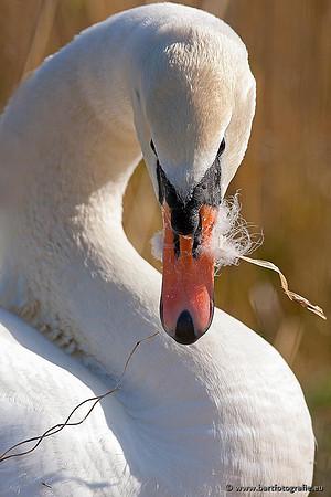 Ganzen en Zwanen, Bart Fotografie-367