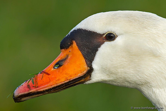 Ganzen en Zwanen, Bart Fotografie-369