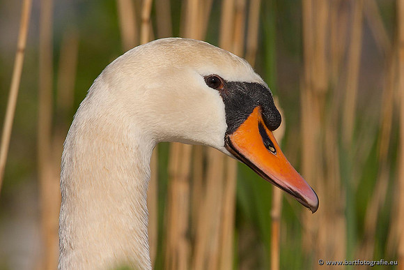 Ganzen en Zwanen, Bart Fotografie-370