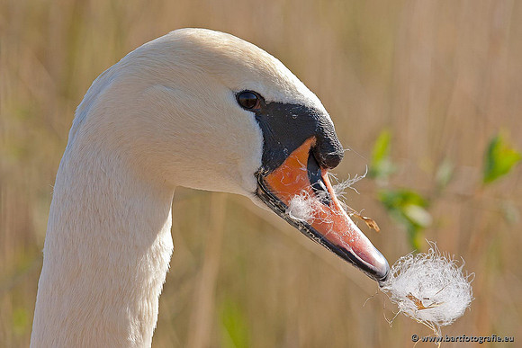 Ganzen en Zwanen, Bart Fotografie-371