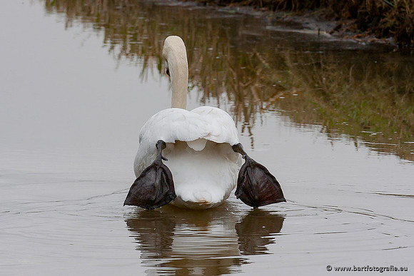 Ganzen en Zwanen, Bart Fotografie-372