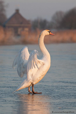 Ganzen en Zwanen, Bart Fotografie-373