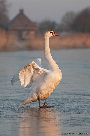 Ganzen en Zwanen, Bart Fotografie-374