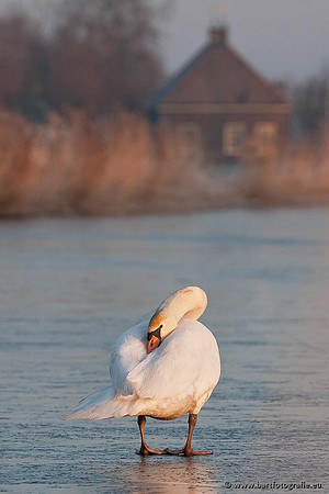 Ganzen en Zwanen, Bart Fotografie-375