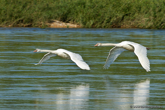 Ganzen en Zwanen, Bart Fotografie-378