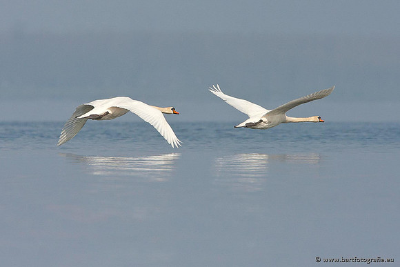 Ganzen en Zwanen, Bart Fotografie-379