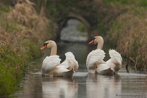 Ganzen en Zwanen, Bart Fotografie-381