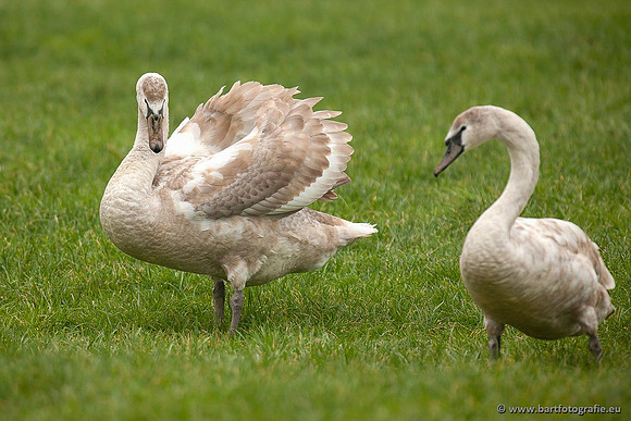 Ganzen en Zwanen, Bart Fotografie-382