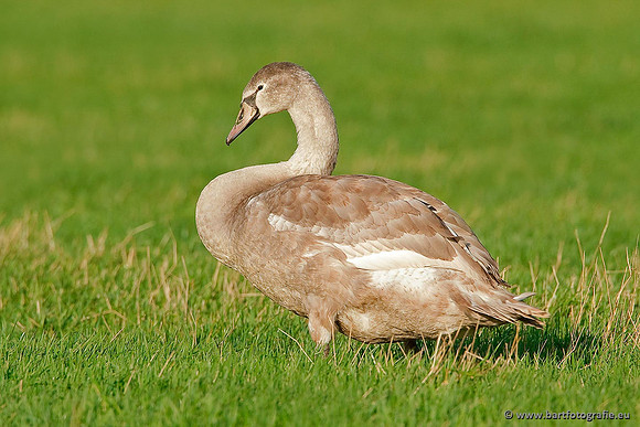 Ganzen en Zwanen, Bart Fotografie-384