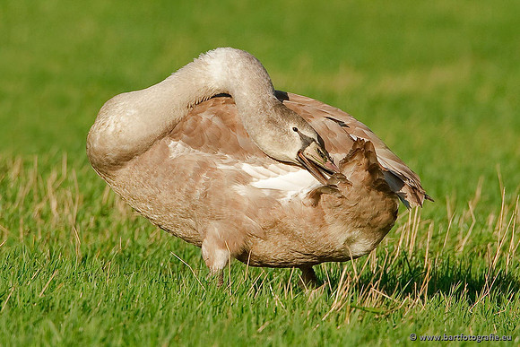 Ganzen en Zwanen, Bart Fotografie-385