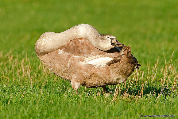 Ganzen en Zwanen, Bart Fotografie-386