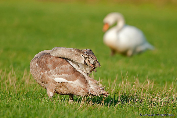 Ganzen en Zwanen, Bart Fotografie-387