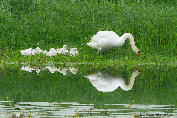 Ganzen en Zwanen, Bart Fotografie-390