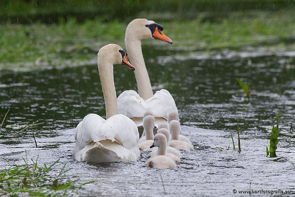 Ganzen en Zwanen, Bart Fotografie-391