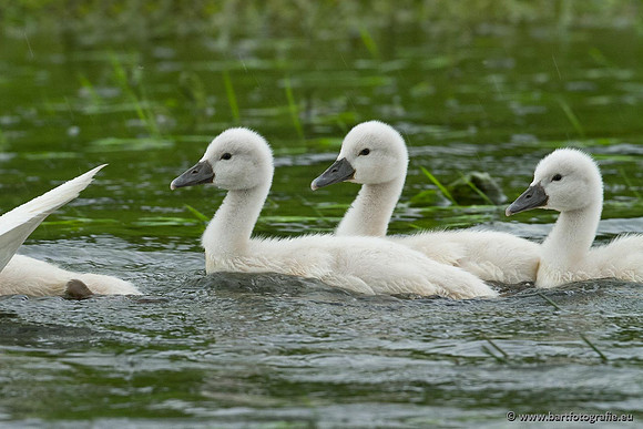 Ganzen en Zwanen, Bart Fotografie-392