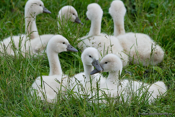 Ganzen en Zwanen, Bart Fotografie-394