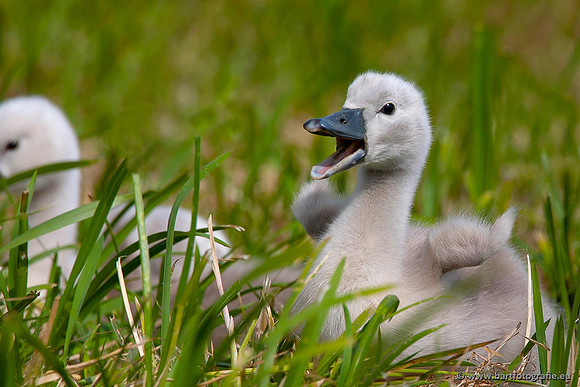 Ganzen en Zwanen, Bart Fotografie-399