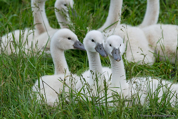 Ganzen en Zwanen, Bart Fotografie-397