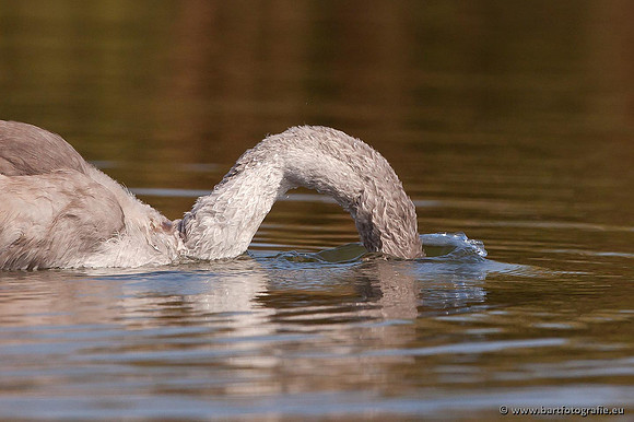 Ganzen en Zwanen, Bart Fotografie-401
