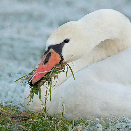 Ganzen en Zwanen, Bart Fotografie-403