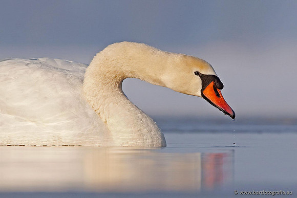 Ganzen en Zwanen, Bart Fotografie-411
