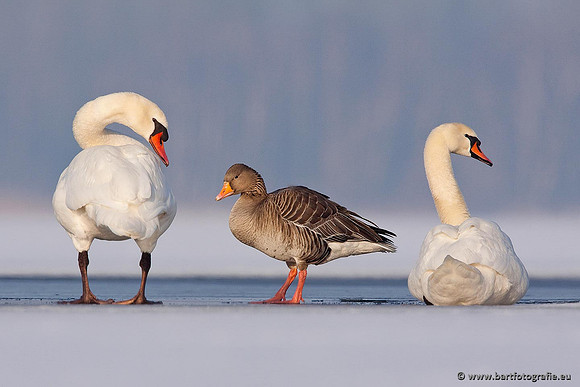 Ganzen en Zwanen, Bart Fotografie-412
