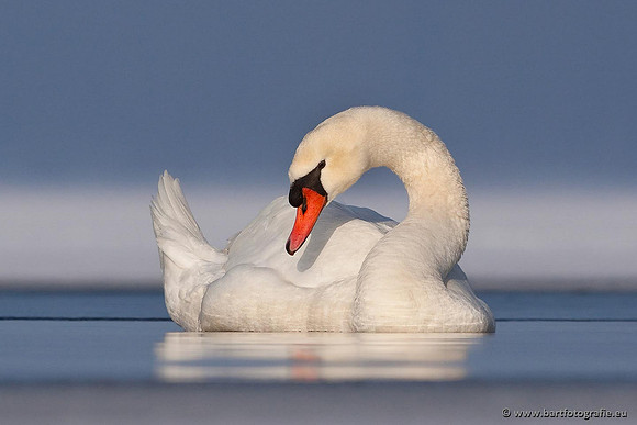Ganzen en Zwanen, Bart Fotografie-414