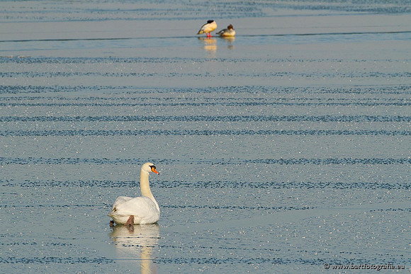 Ganzen en Zwanen, Bart Fotografie-423