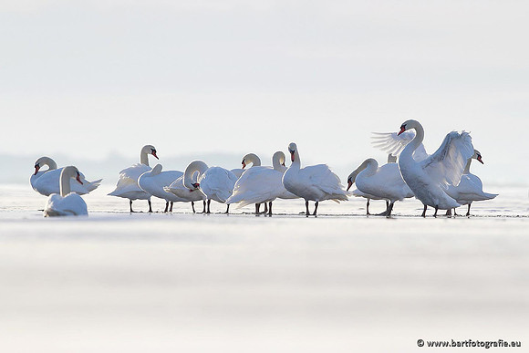Ganzen en Zwanen, Bart Fotografie-424