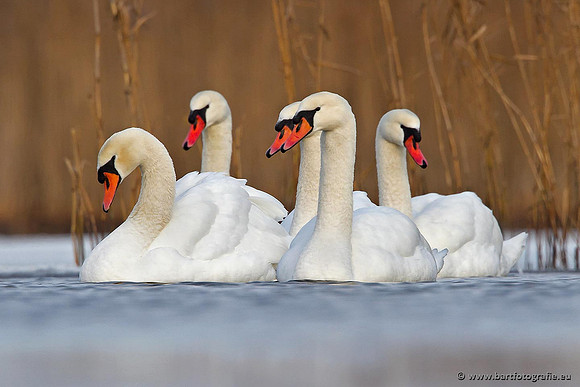 Ganzen en Zwanen, Bart Fotografie-427