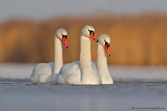 Ganzen en Zwanen, Bart Fotografie-428