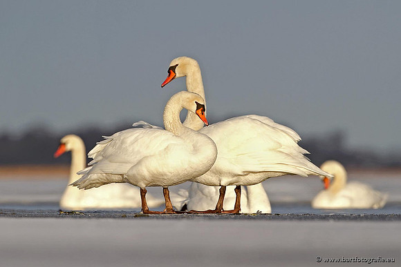 Ganzen en Zwanen, Bart Fotografie-430