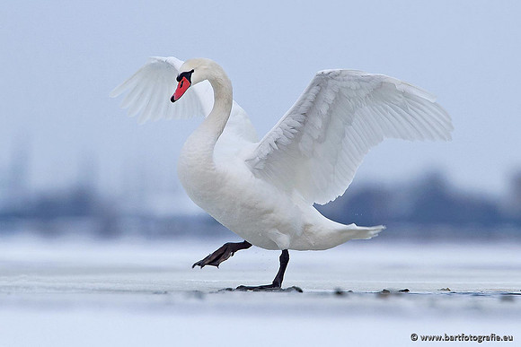 Ganzen en Zwanen, Bart Fotografie-435