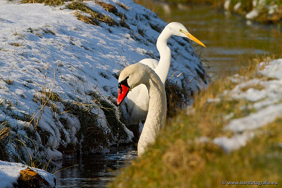 Ganzen en Zwanen, Bart Fotografie-437