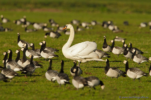 Ganzen en Zwanen, Bart Fotografie-440