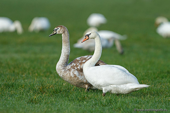 Ganzen en Zwanen, Bart Fotografie-441