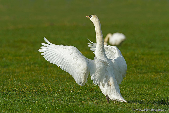 Ganzen en Zwanen, Bart Fotografie-448