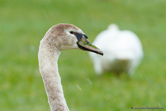 Ganzen en Zwanen, Bart Fotografie-451
