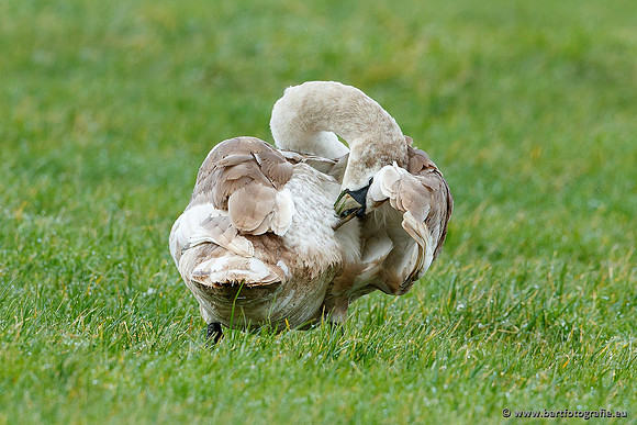 Ganzen en Zwanen, Bart Fotografie-454