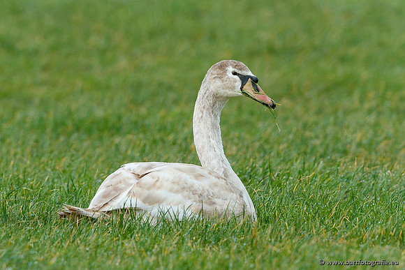 Ganzen en Zwanen, Bart Fotografie-455