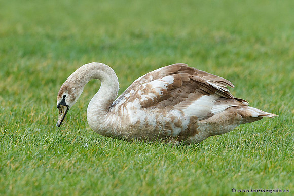 Ganzen en Zwanen, Bart Fotografie-456